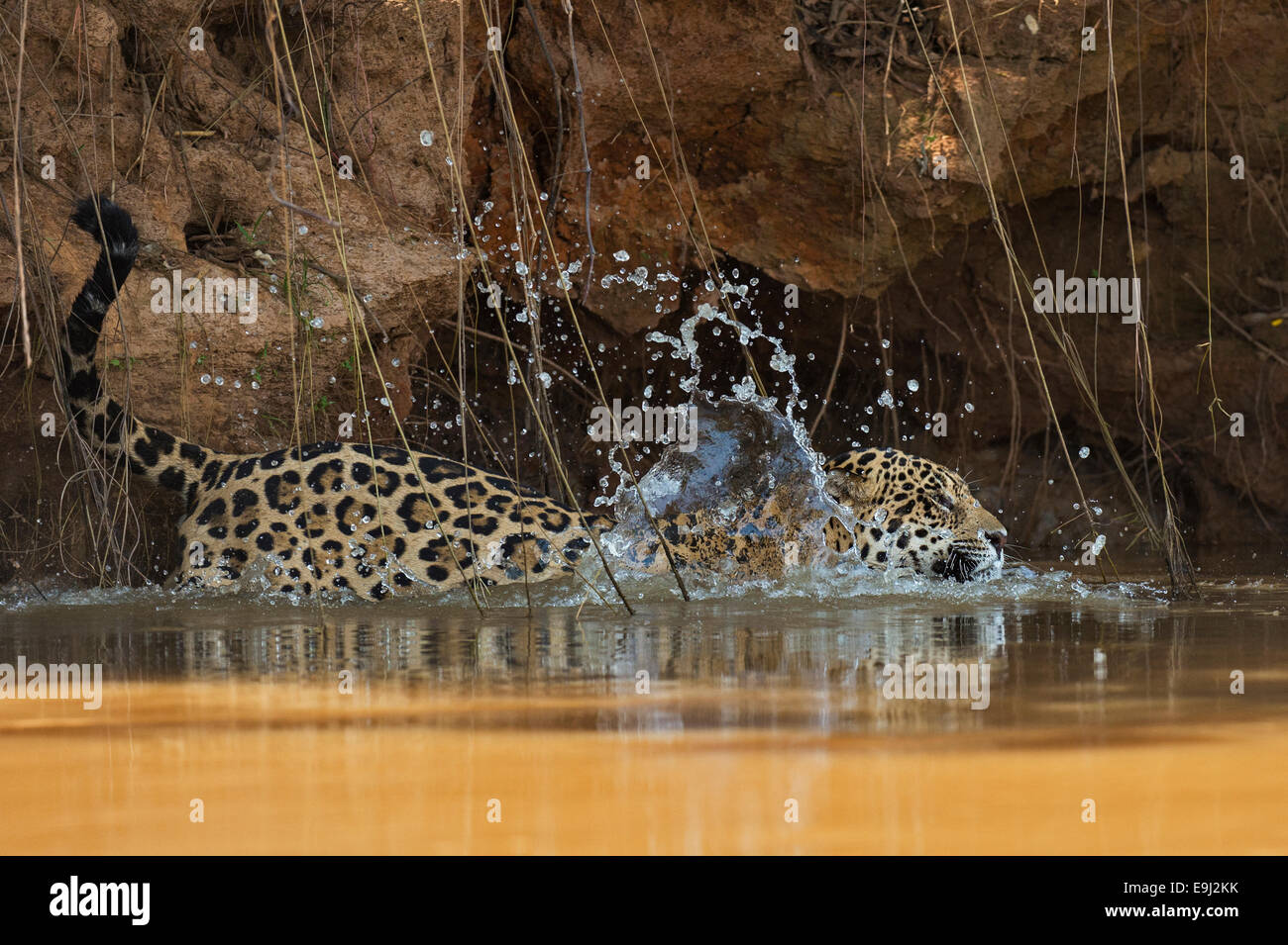 La Vie Sauvage Du Pantanal Banque De Photographies Et D images Haute la-vie-sauvage-du-pantanal-banque-de-photographies-et-d-images-haute