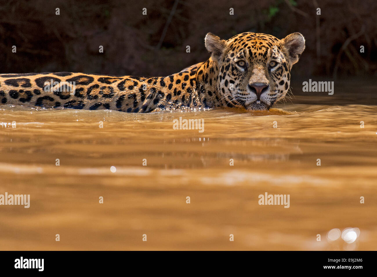 Jaguar Sauvage Nage Dans L eau De La Rivi re Du Pantanal Br sil Photo jaguar-sauvage-nage-dans-l-eau-de-la-rivi-re-du-pantanal-br-sil-photo