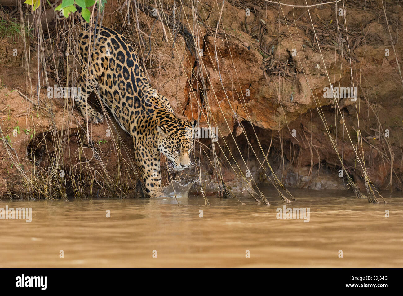 Jaguar sauvage sauter dans une rivière dans le Pantanal, Brésil Banque D'Images