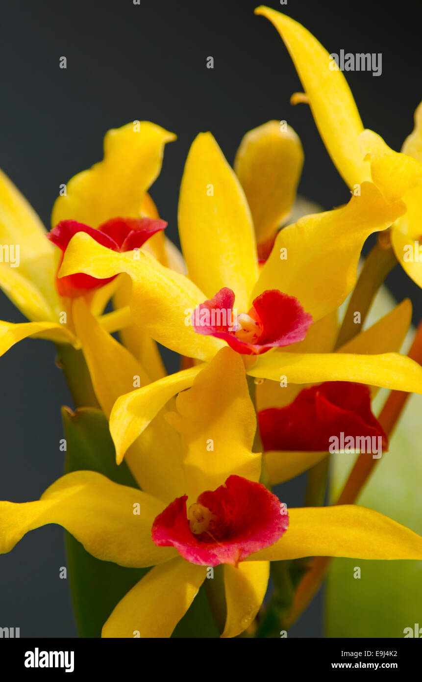 Orchidée rouge et jaune spectaculaire à la pleine floraison dans une véranda/Serre. Tourné avec un objectif long pour créer focus sélectif. Banque D'Images