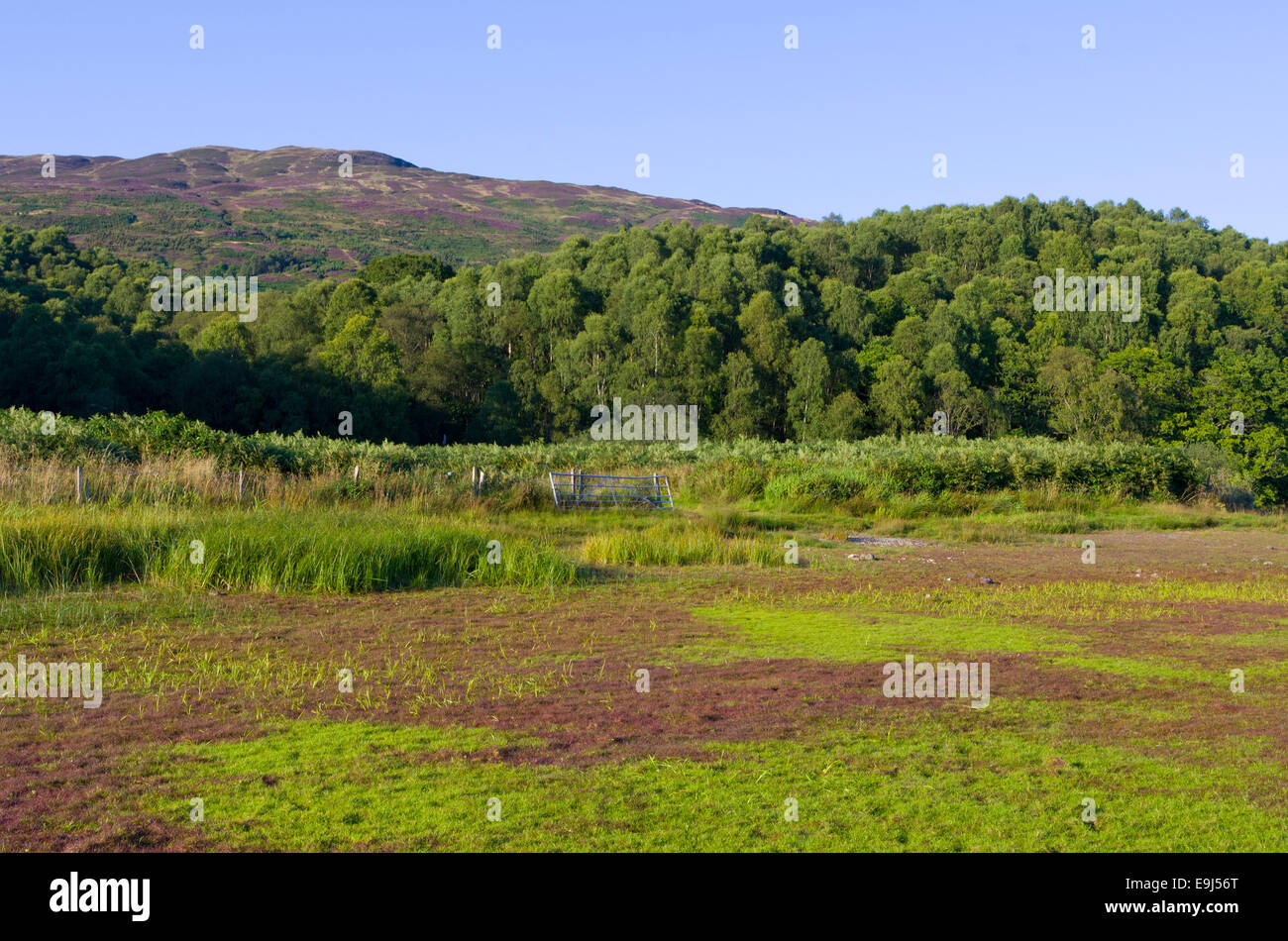 Marais d'eau noire, Trossachs, Stirlingshire, Scotland, UK Banque D'Images