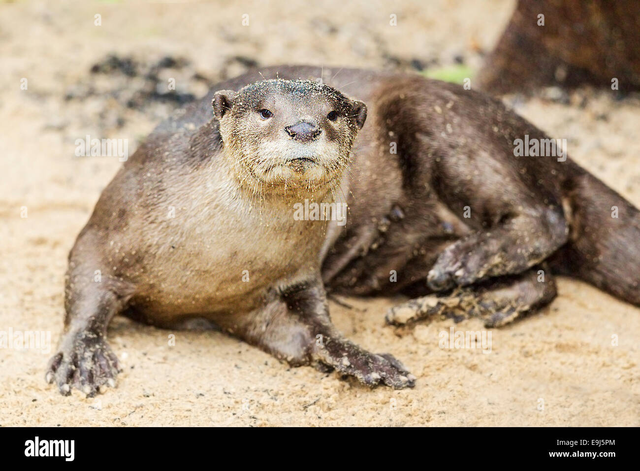 Bon, la loutre (Cerdocyon perspicillata) dans l'habitat de mangrove, Singapour Banque D'Images