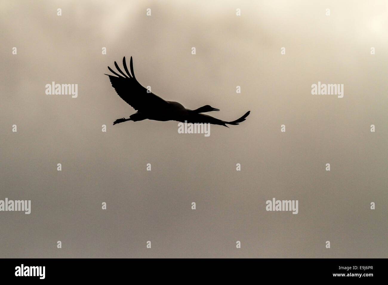 Une grue à cou noir Grus nigricollis) survolant l'alimentation d'hiver situées en vallée abritée du lac Napa, Yunnan, Chine Banque D'Images