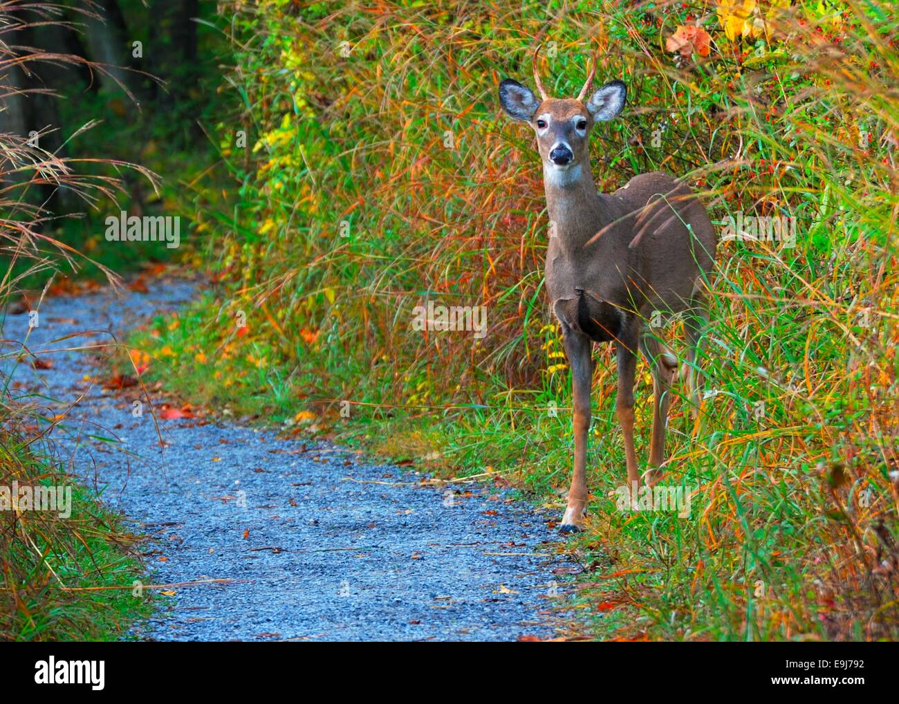 Spike Buck Cerf debout sur le bord d'un sentier nature. Banque D'Images