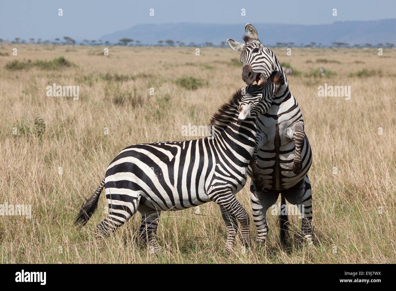Burchell, Grant's, des plaines, ou de Boehm Commn zebra (Equus quagga boehmi), combats dans le Masai Mara, Kenya Banque D'Images