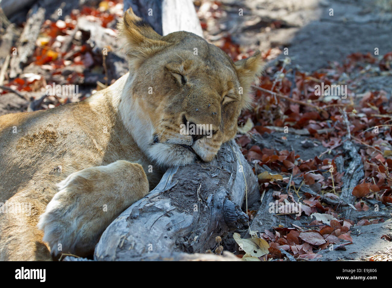Lion dort avec head on log Banque D'Images