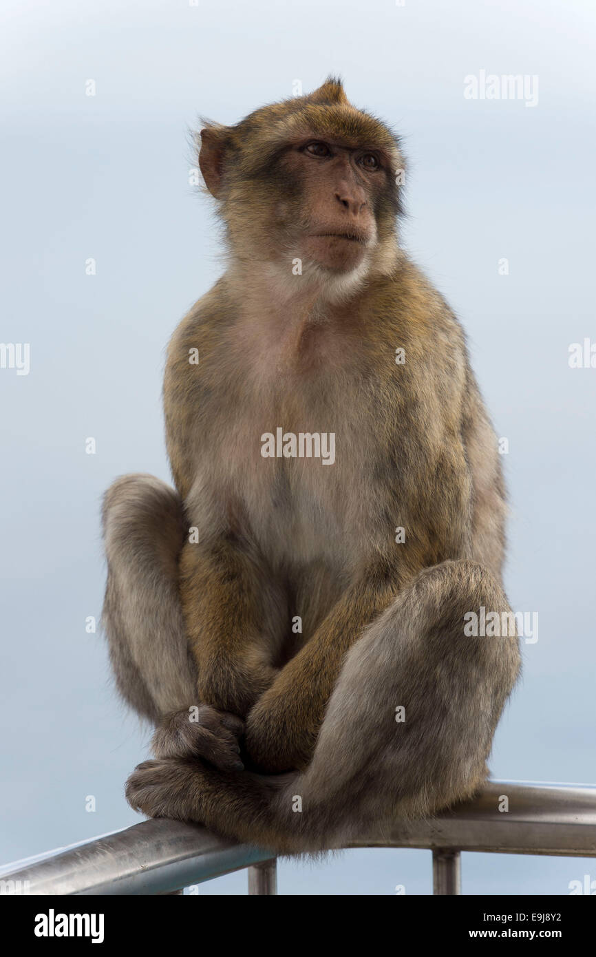 Un singe macaque de barbarie sur le rocher de Gibraltar. Banque D'Images