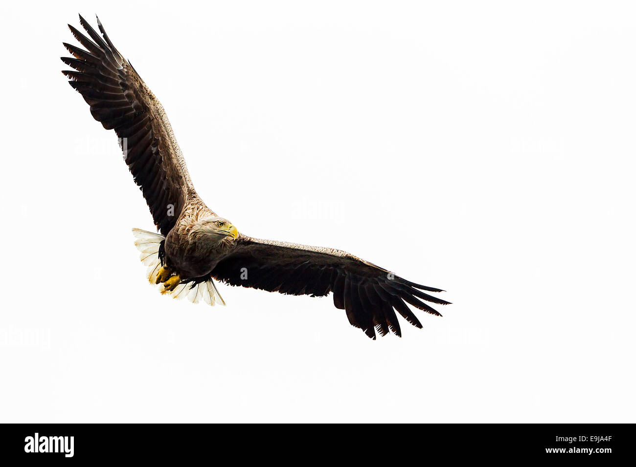 Des profils Pygargue à queue blanche voler au-dessus de la mer la chasse pour pêcher sur l'île de Mull, en Ecosse Banque D'Images