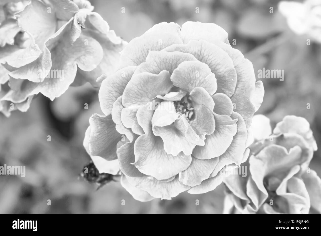 Floraison de belles roses dans vintage light Banque D'Images