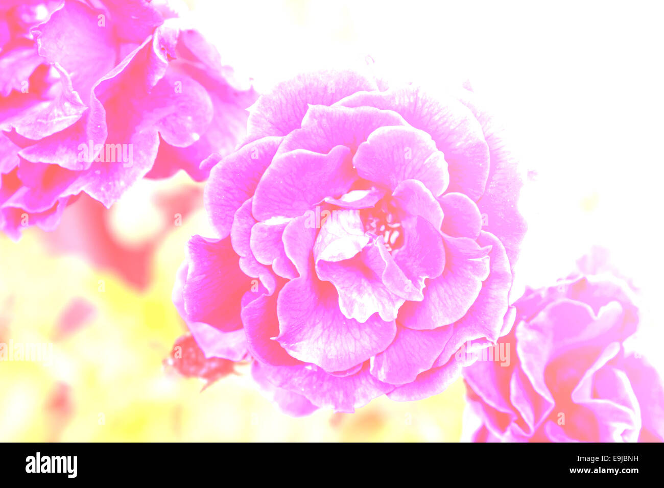 Floraison de belles roses dans vintage light Banque D'Images