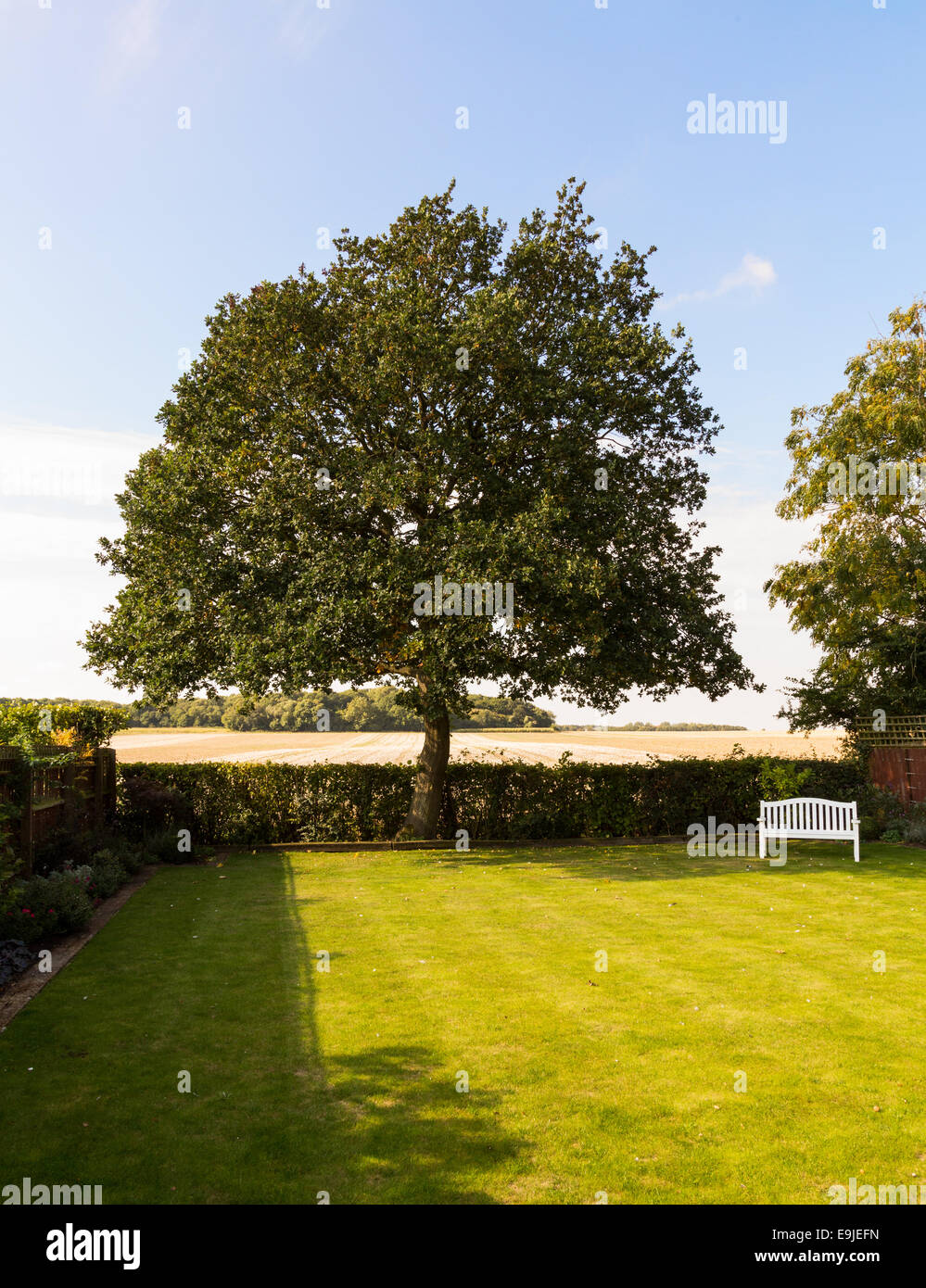 Jardin avec pelouse anglaise grand arbre Banque D'Images