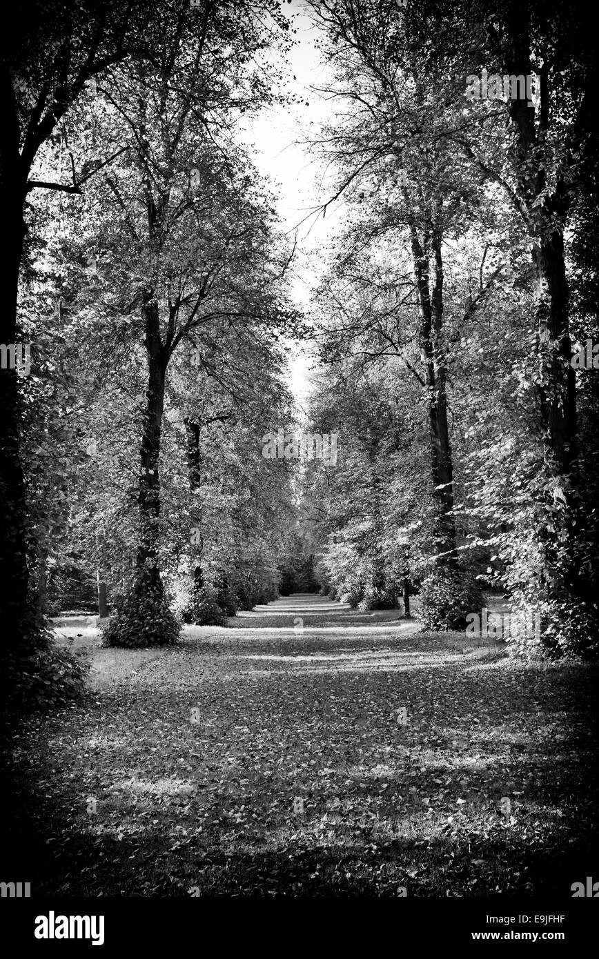 Les tilleuls en automne à Westonbirt Arboretum, Gloucestershire, Angleterre. Noir et blanc. Banque D'Images