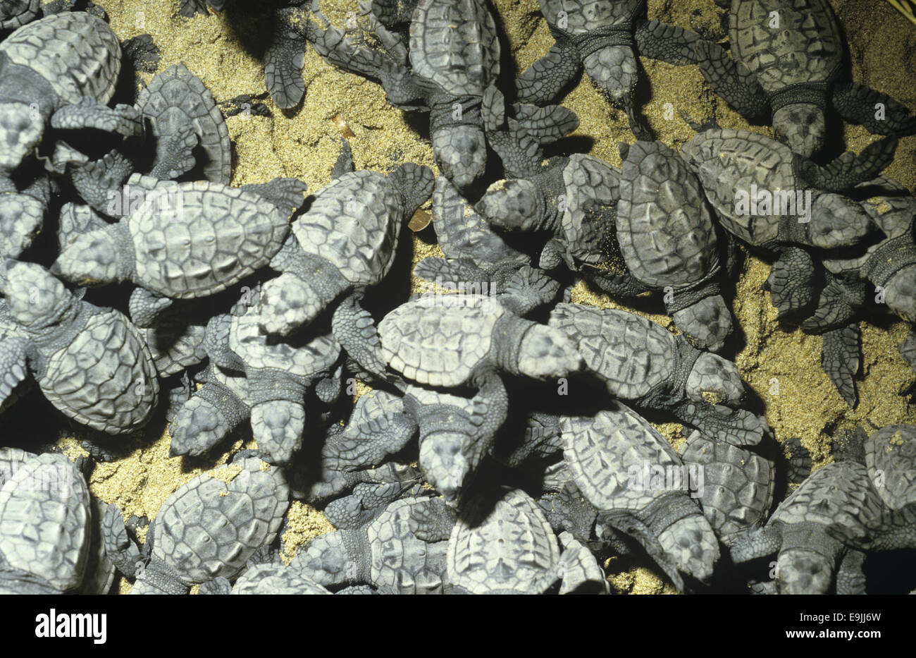 Tortue caouane Caretta caretta - Banque D'Images