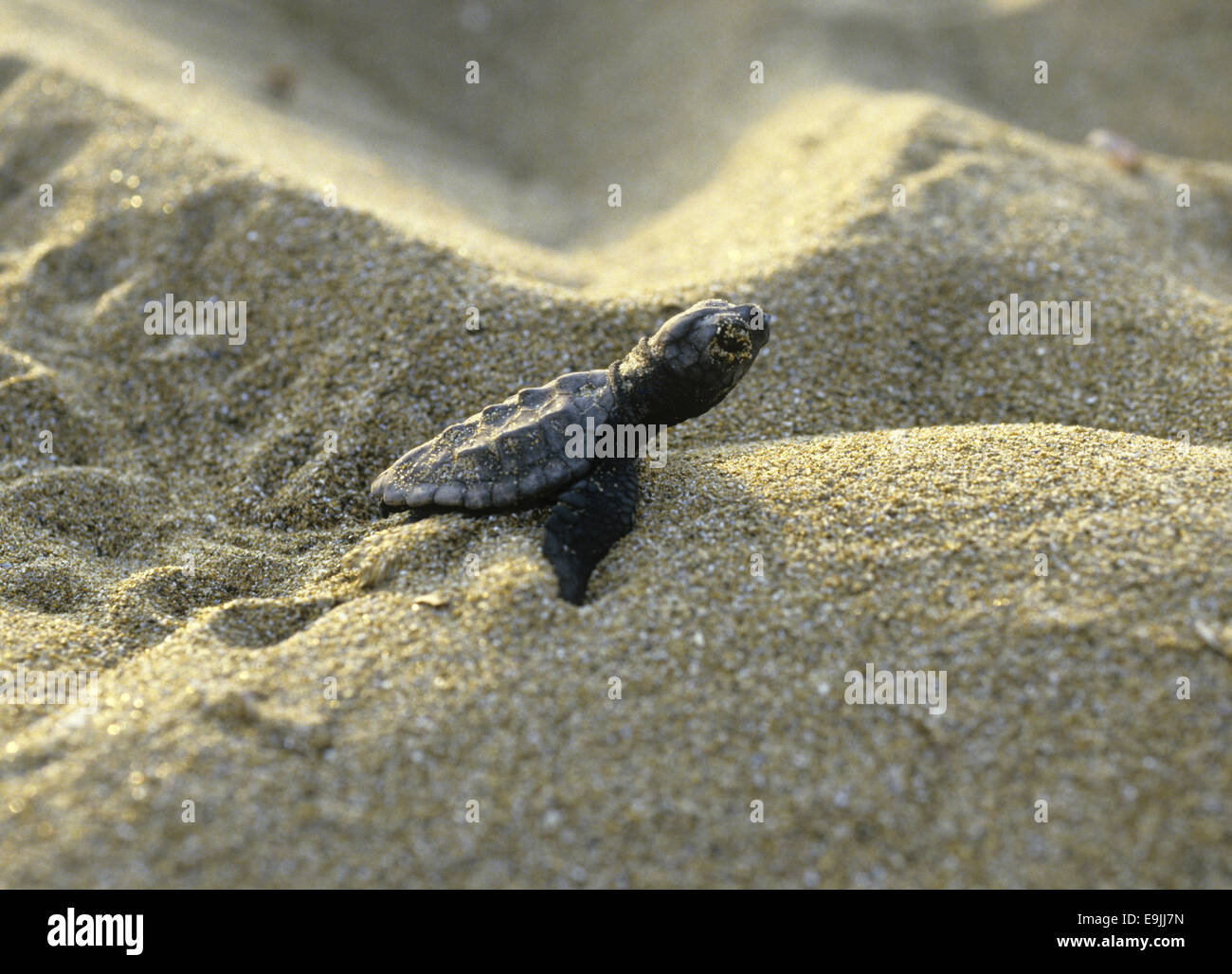 Tortue caouane Caretta caretta - Banque D'Images