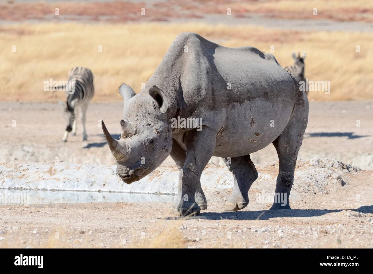 Le Rhinocéros noir (Diceros bicornis), homme de la marche, et les zèbres de Burchell (Equus burchelli), Etosha National Park, Namibie, Afrique du Sud Banque D'Images
