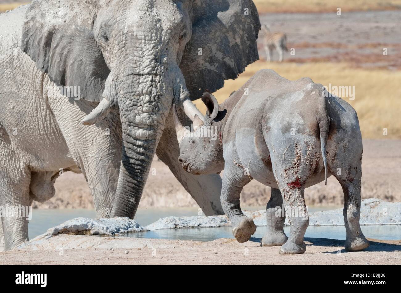 Bull d'éléphants d'Afrique (Loxodonta africana) et le rhinocéros noir (Diceros bicornis), face à face, Etosha National Park, Namibie Banque D'Images