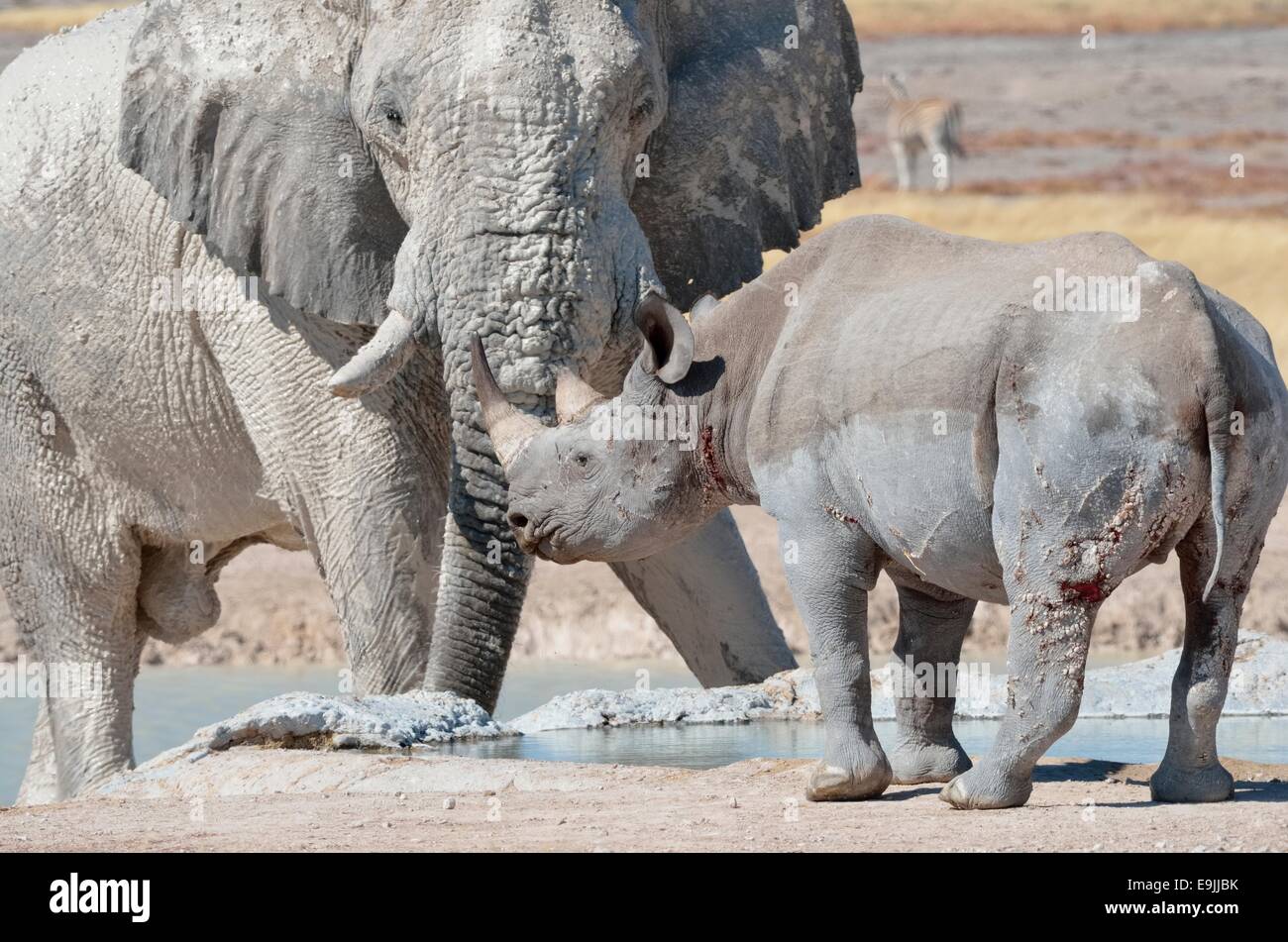 Bull d'éléphants d'Afrique (Loxodonta africana) et le rhinocéros noir (Diceros bicornis), face à face, Etosha National Park, Namibie Banque D'Images