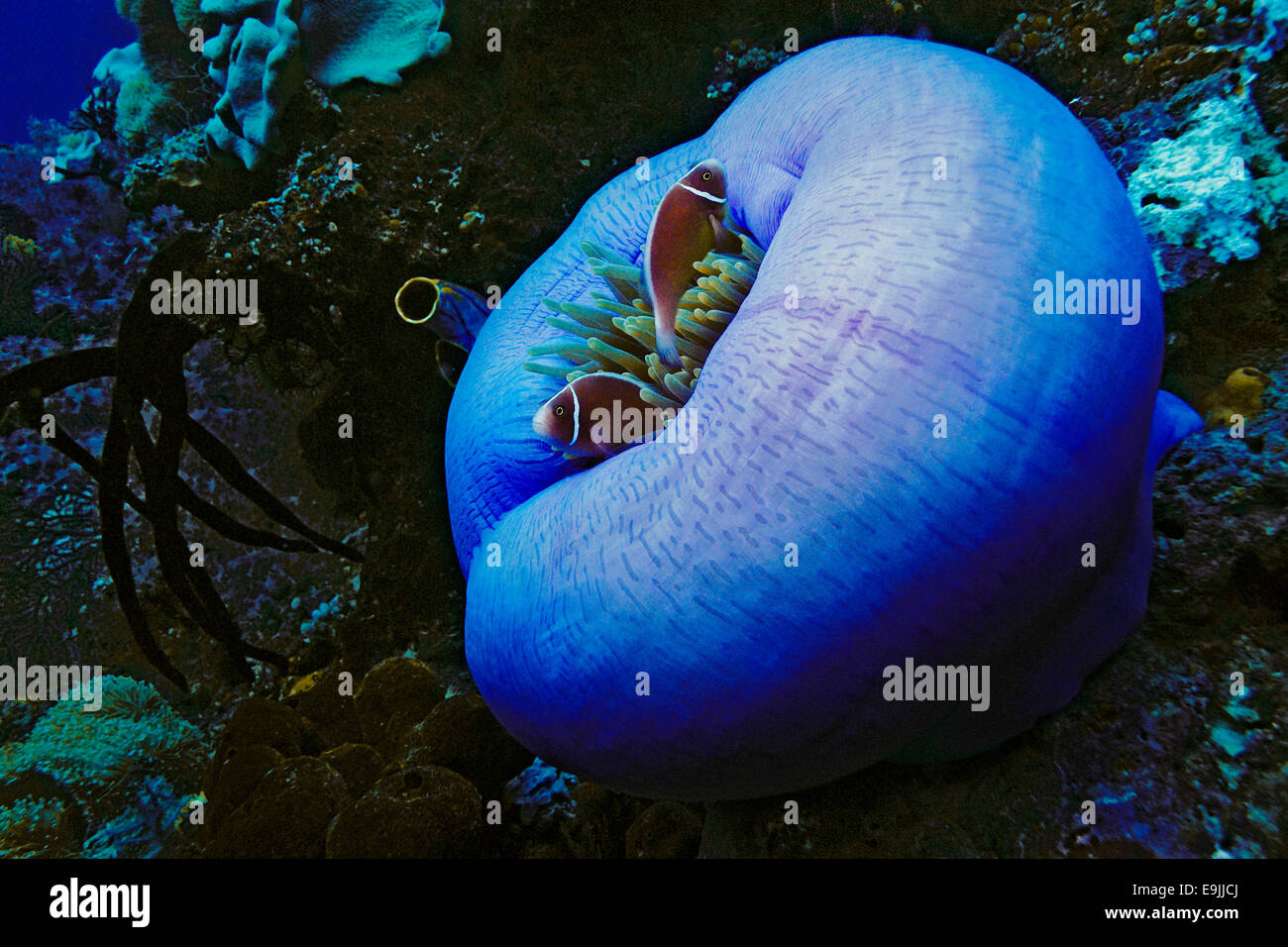 Les poissons clowns (Amphiprion rose perideraion) dans de magnifiques Anémone de mer (Heteractis magnifica), Raja Ampat, Papouasie Occidentale Banque D'Images