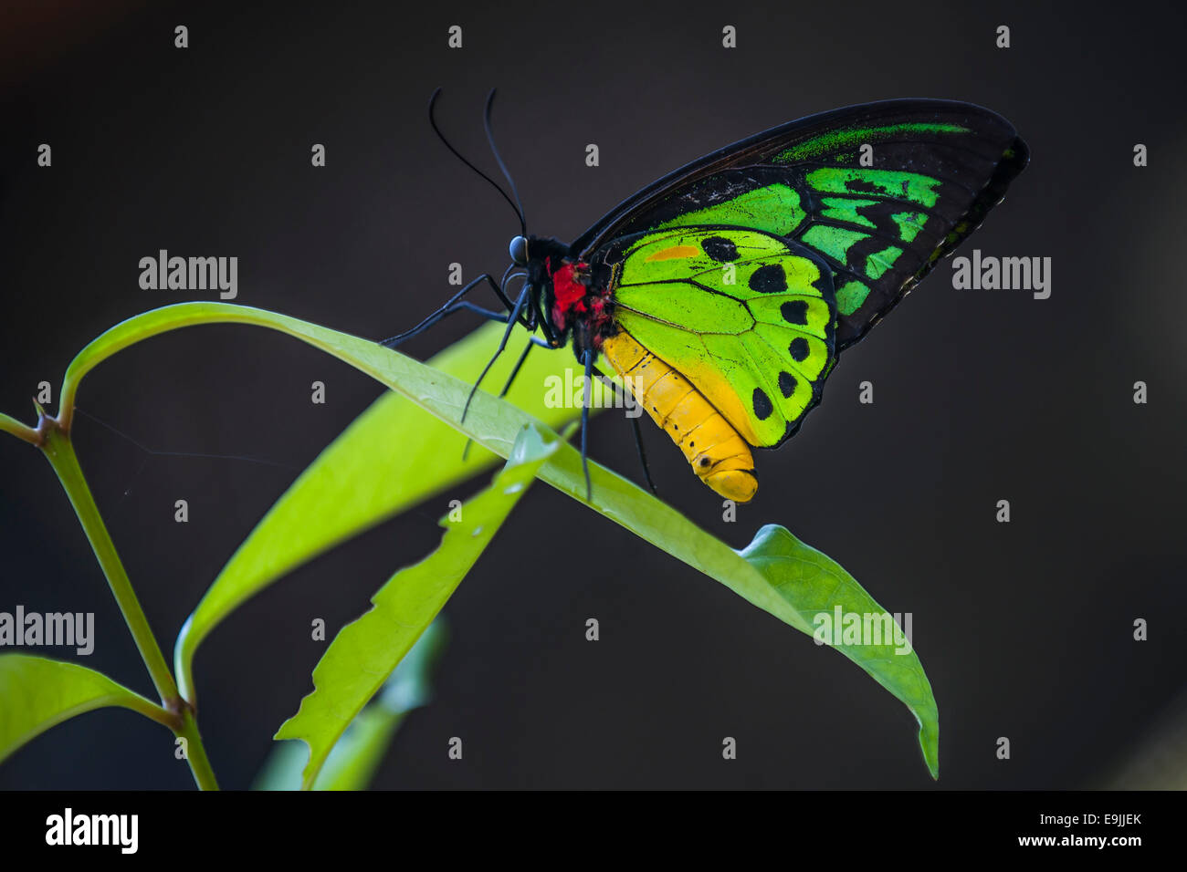 Ornithoptera goliath Goliath cites (Samson) hybride, Bali, Indonésie Banque D'Images