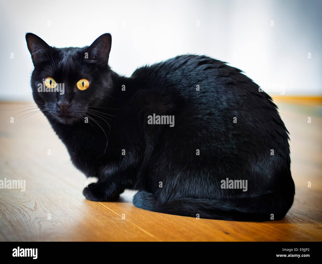 Chat noir assis sur un sol en bois Banque D'Images