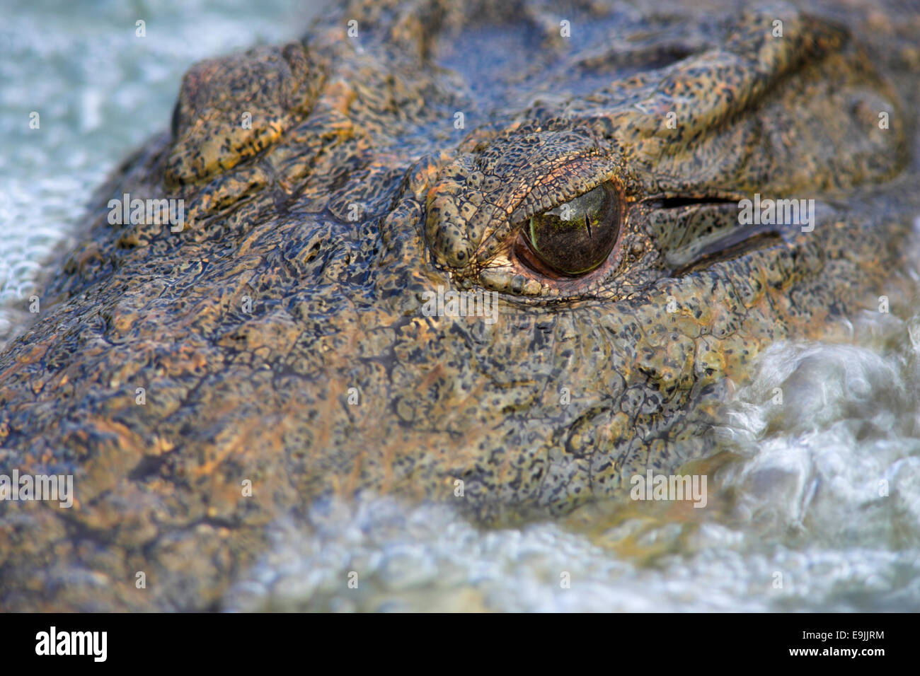 Close-up le crocodile du Nil, Crocodylus niloticus, Kruger National Park, Afrique du Sud Banque D'Images