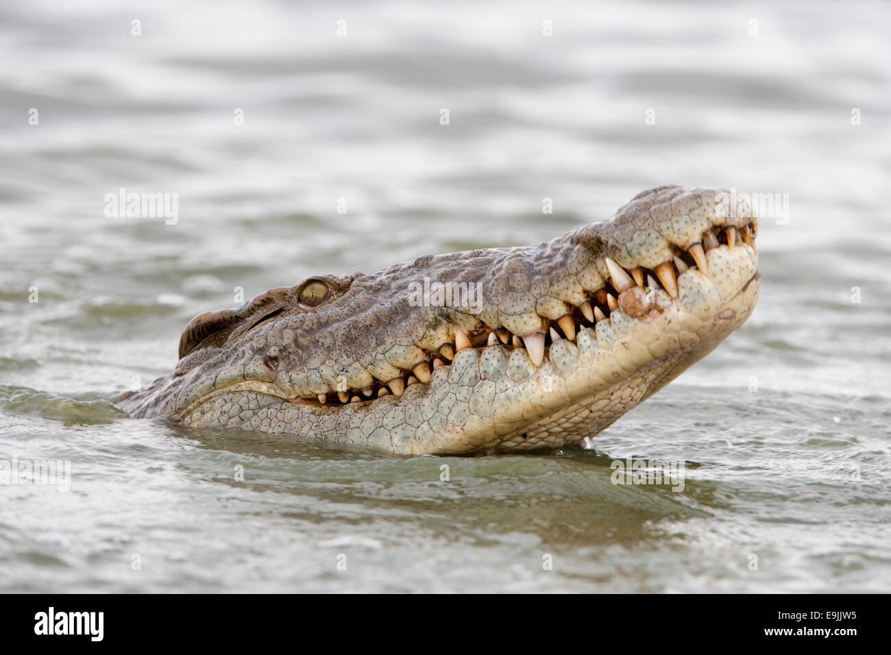 Crocodile du Nil, Crocodylus niloticus, Kruger National Park, Afrique du Sud Banque D'Images