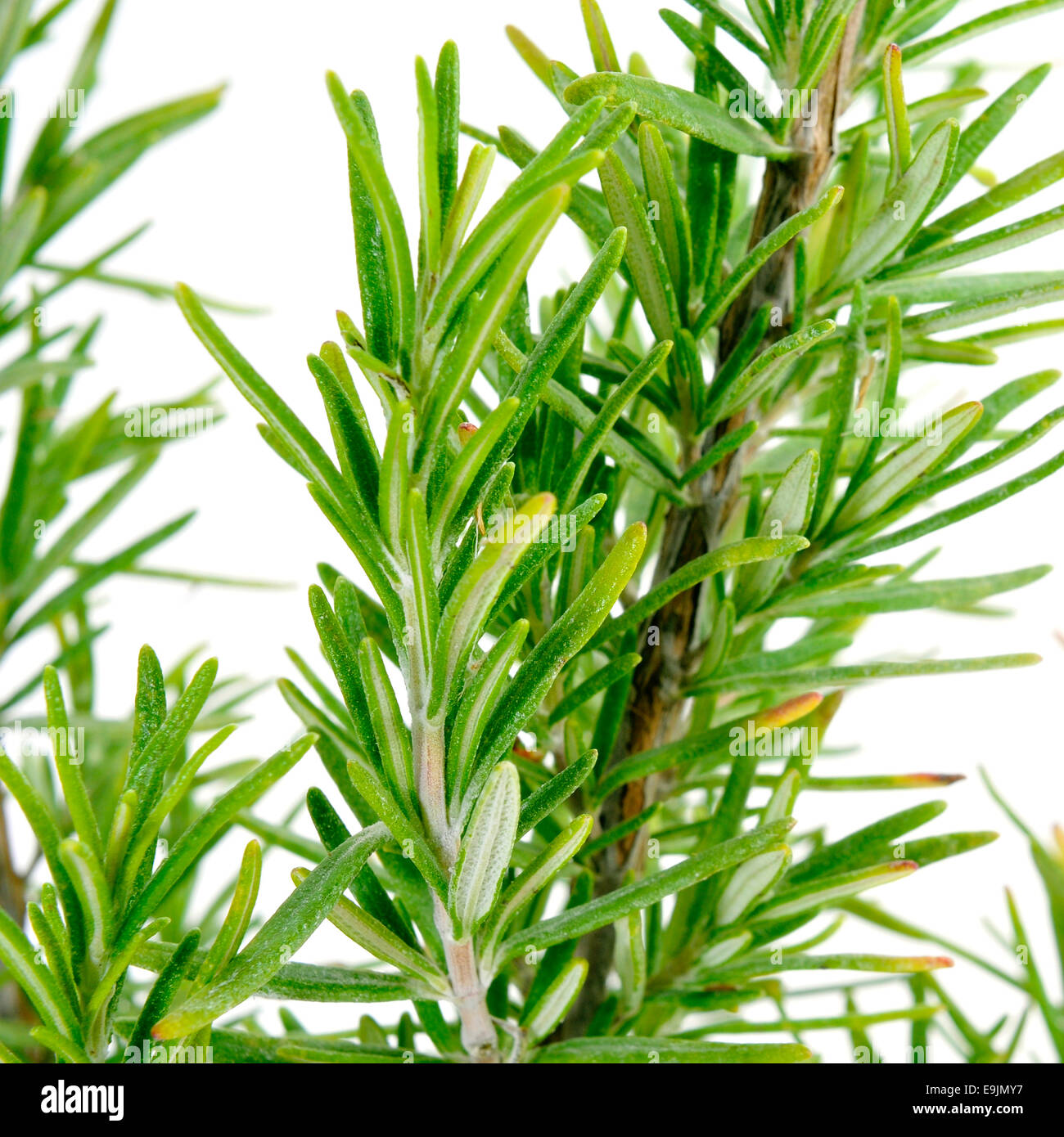 Libre de Rosemary plant sur un fond blanc Banque D'Images