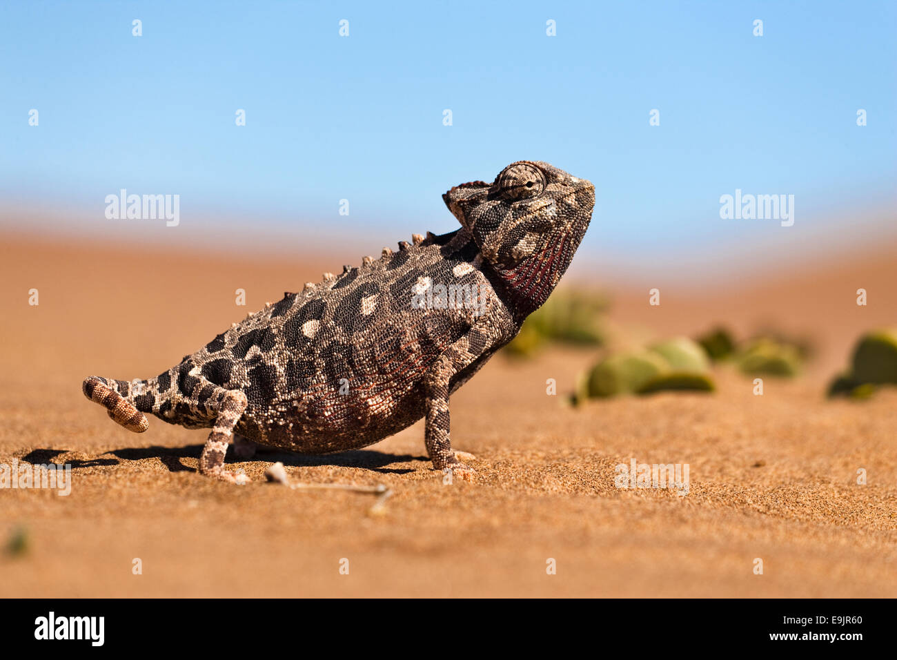 Caméléon Namaqua, Chamaeleo namaquensis, désert du Namib, Namibie, Afrique Banque D'Images