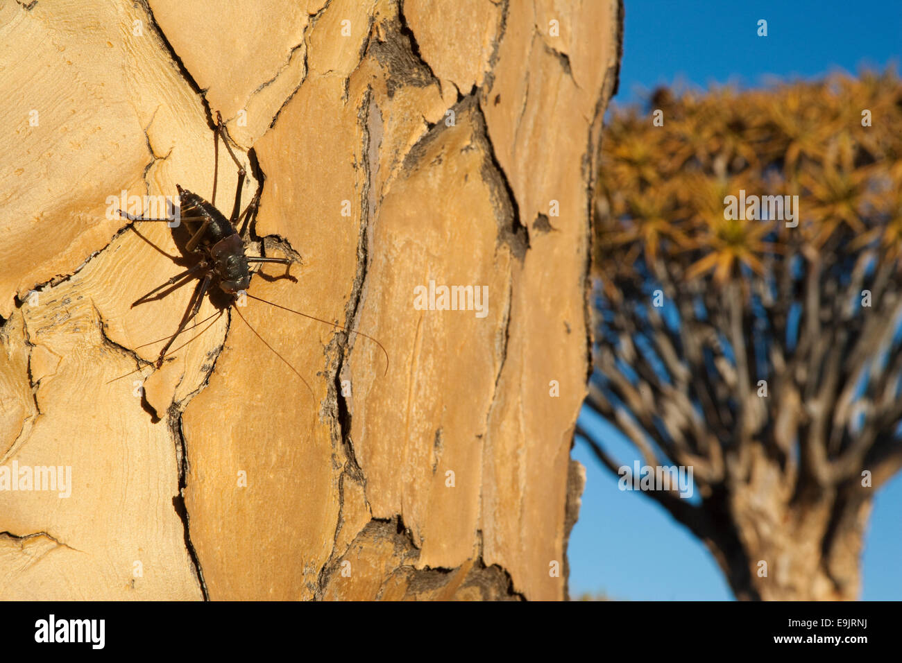 La masse blindée cricket, Acanthoplus discoidalis, sur Quiver Tree, l'Aloe dichotoma, Keetmanshoop, Namibie, Afrique Banque D'Images
