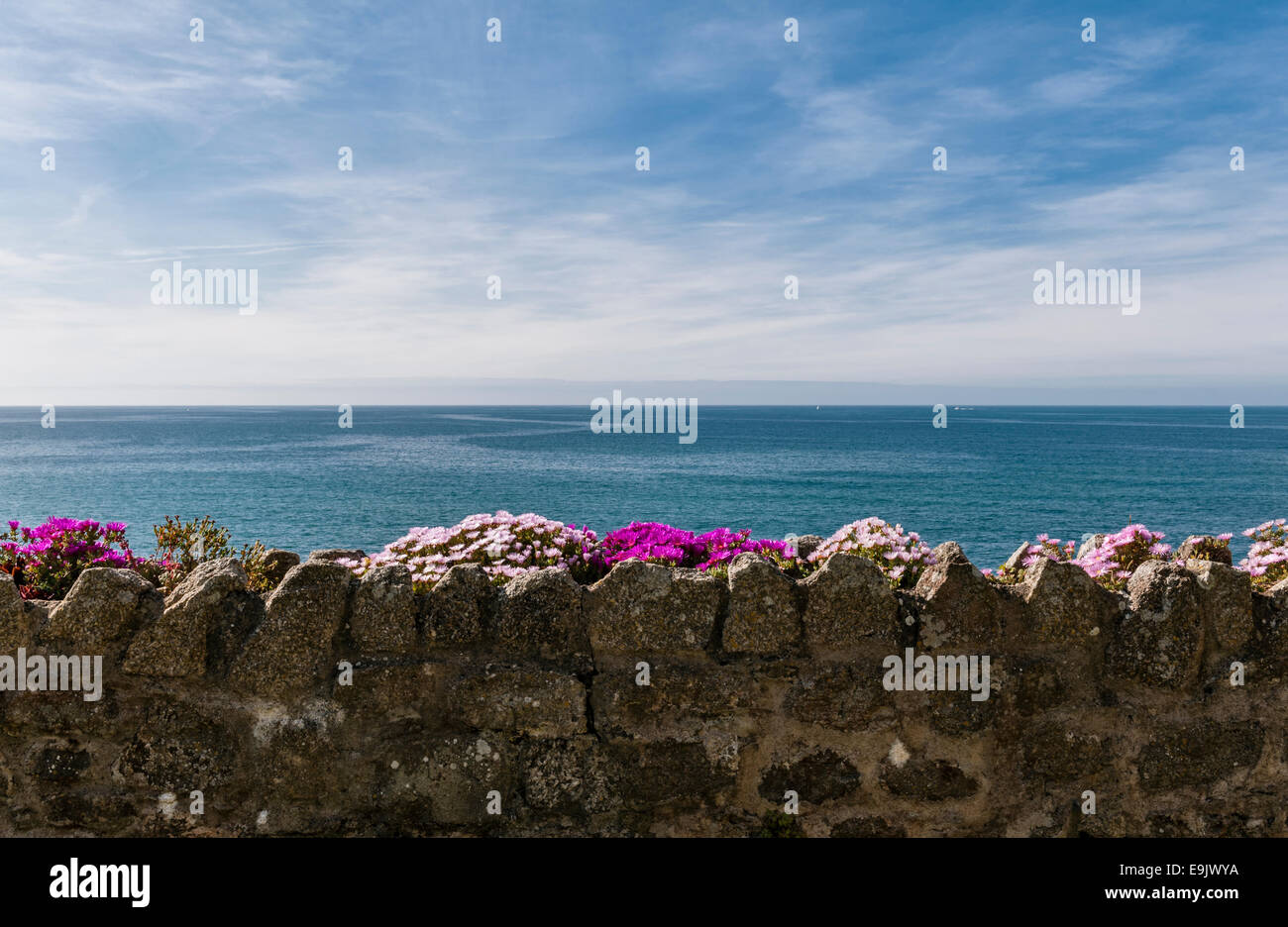 Une journée d'été parfaite sur St Michael's Mount, Marazion, Cornouailles, Royaume-Uni. Plantes de glace (sedum spectabile) fleurissant sur un mur de pierre surplombant la baie de Mill Banque D'Images