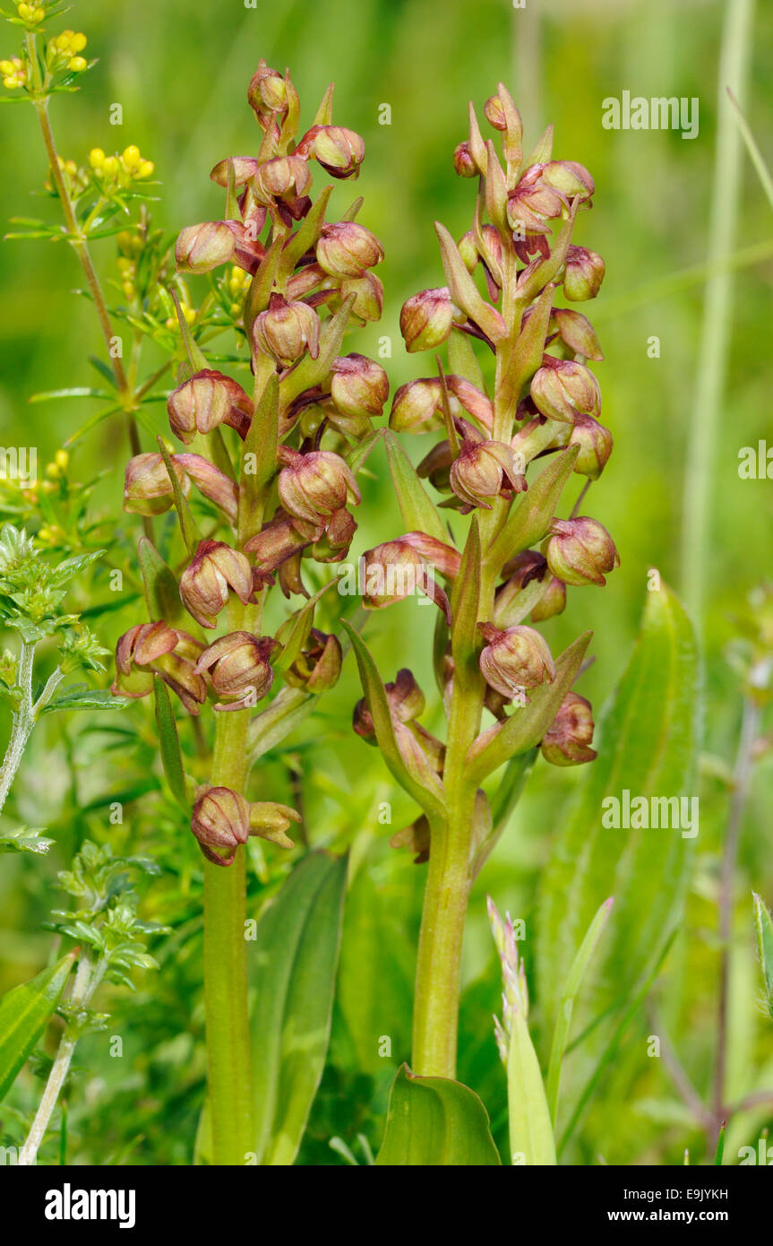 Frog - Orchidée Dactylorhiza viride croissant sur les Hébrides extérieures, de "machair" Banque D'Images