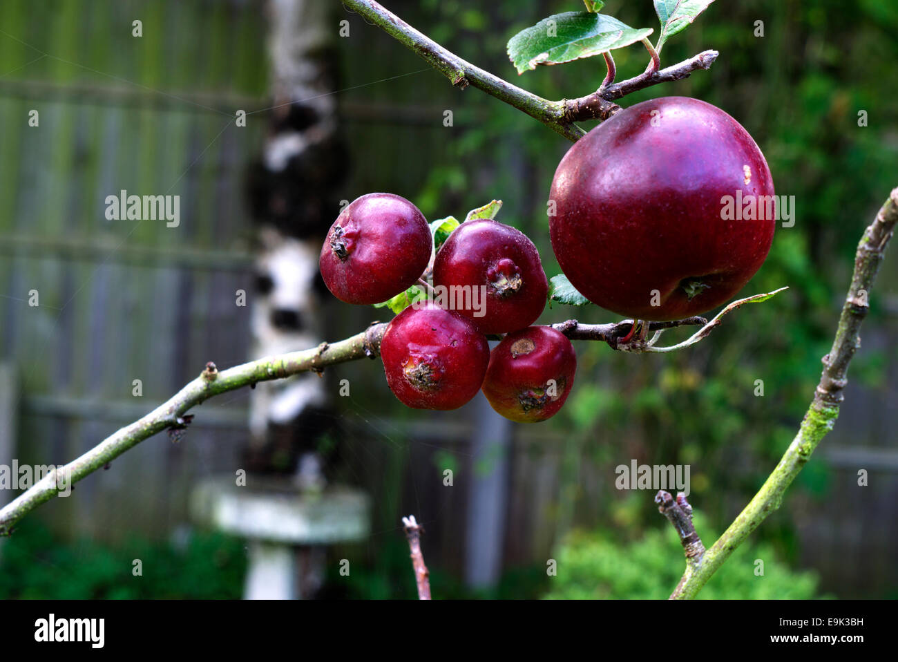 Taille adulte pomme rouge avec quatre sous la taille. Banque D'Images