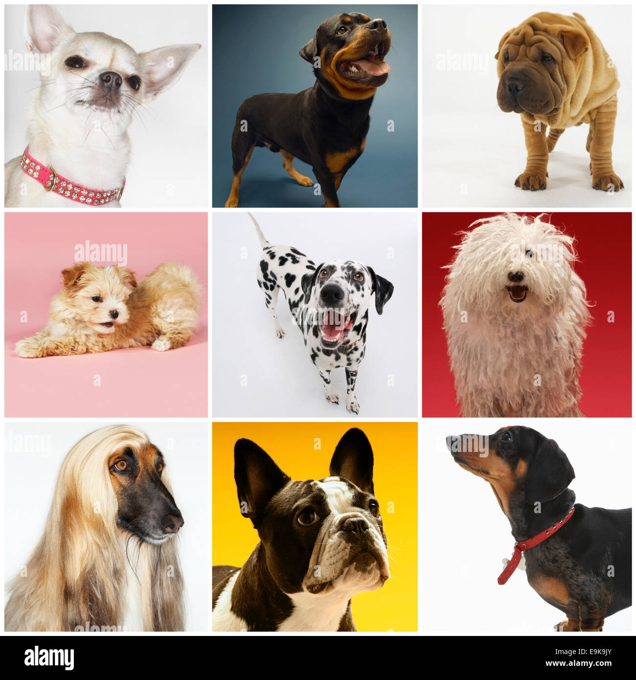 Collage de divers chiens de compagnie Banque D'Images
