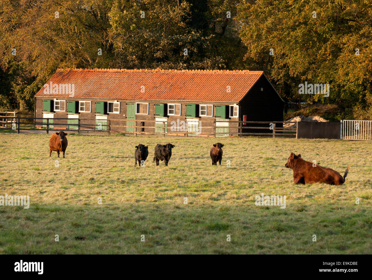 Un petit troupeau de vaches dans un champ, et d'équitation, Cambridgeshire, Angleterre, Royaume-Uni Banque D'Images