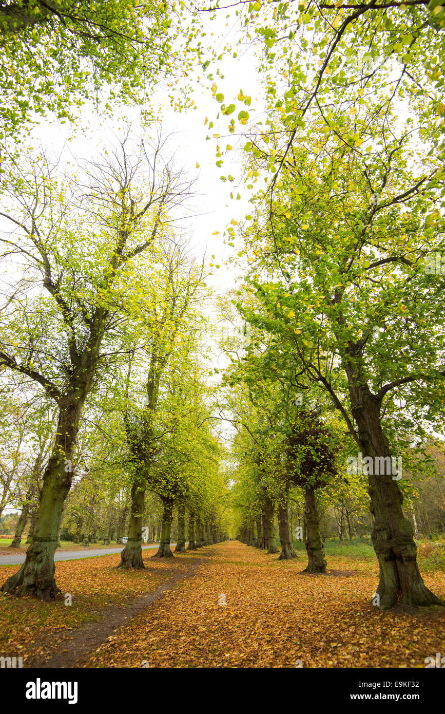 L'automne sur l'Avenue de tilleul, Clumber Dorset England UK Banque D'Images