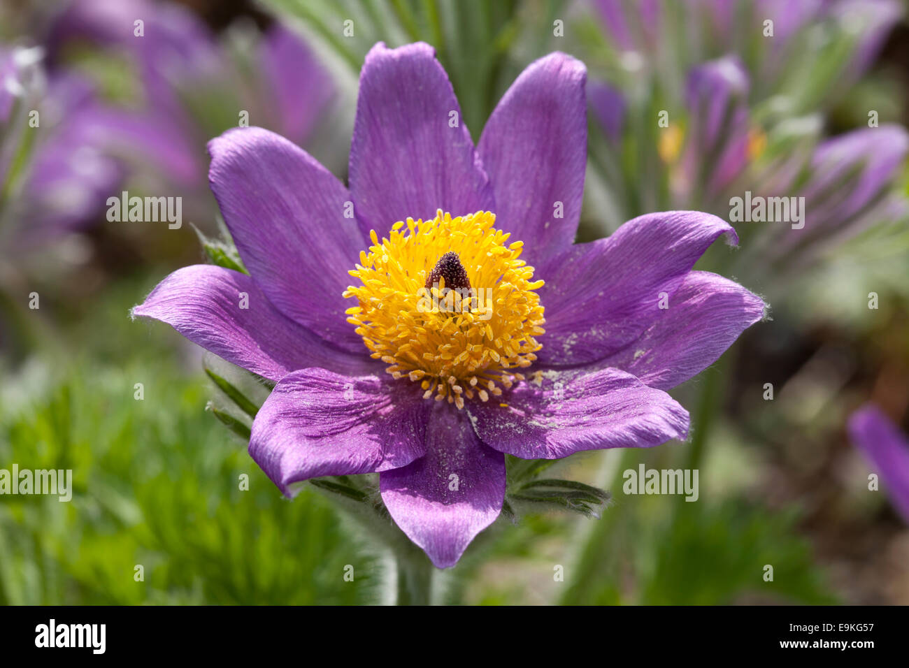 Anémone pulsatille (Pulsatilla vulgaris), Banque D'Images