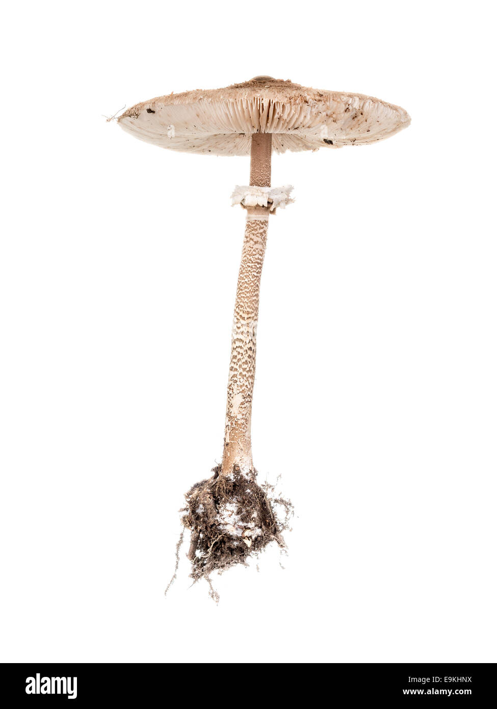 Parasol champignon tourné sur fond blanc Banque D'Images