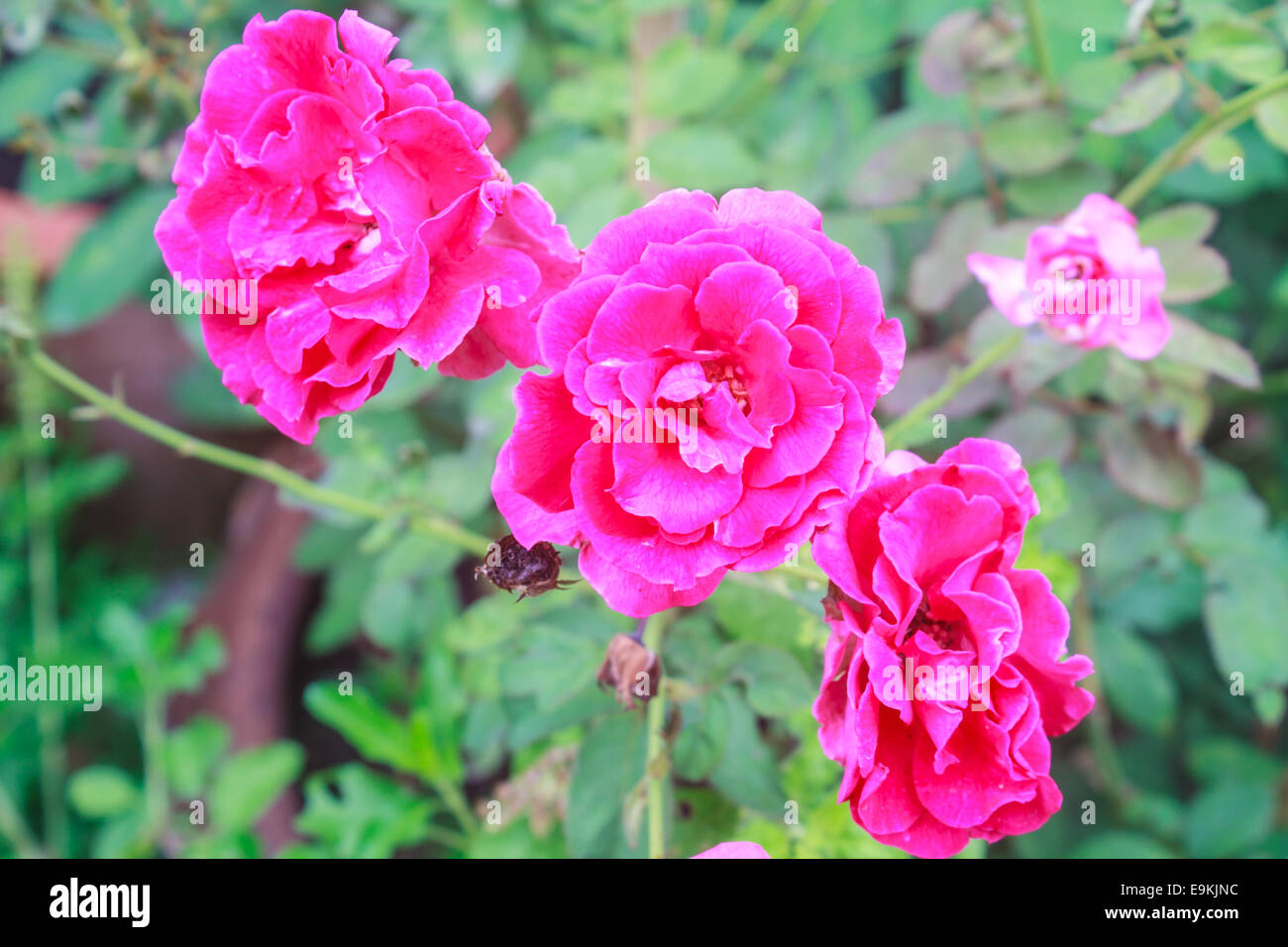 Floraison de belles roses rouges dans le jardin Banque D'Images