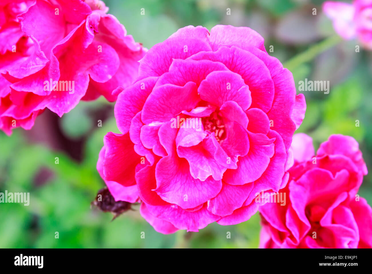 Floraison de belles roses rouges dans le jardin Banque D'Images