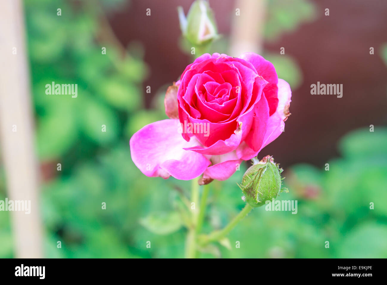 Floraison de belles roses rouges dans le jardin Banque D'Images