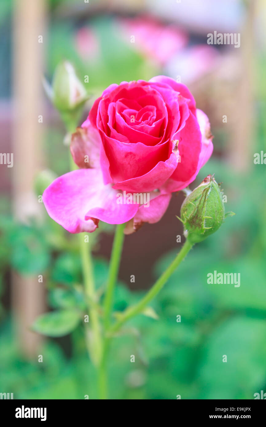 Floraison de belles roses rouges dans le jardin Banque D'Images