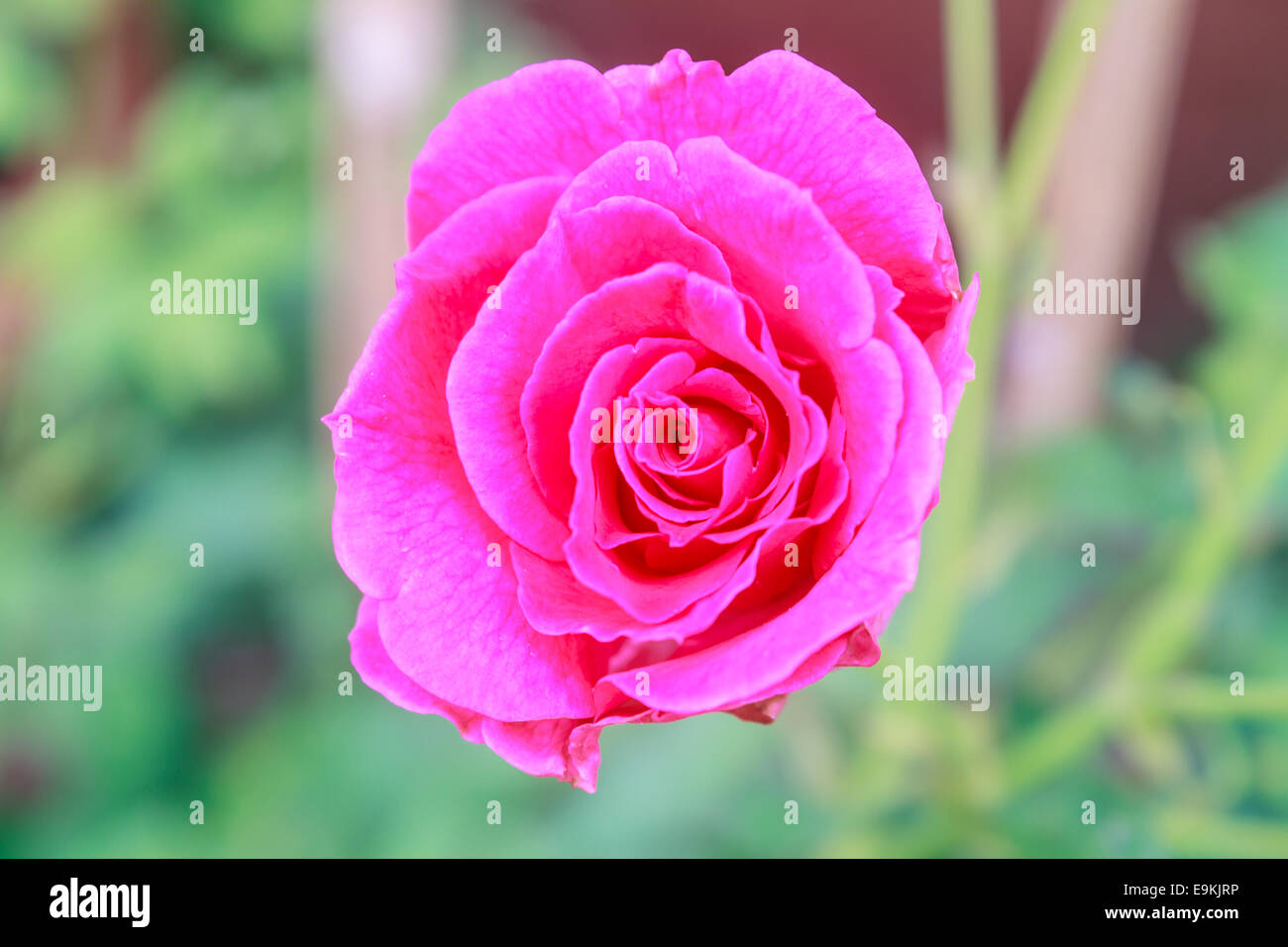 Floraison de belles roses rouges dans le jardin Banque D'Images