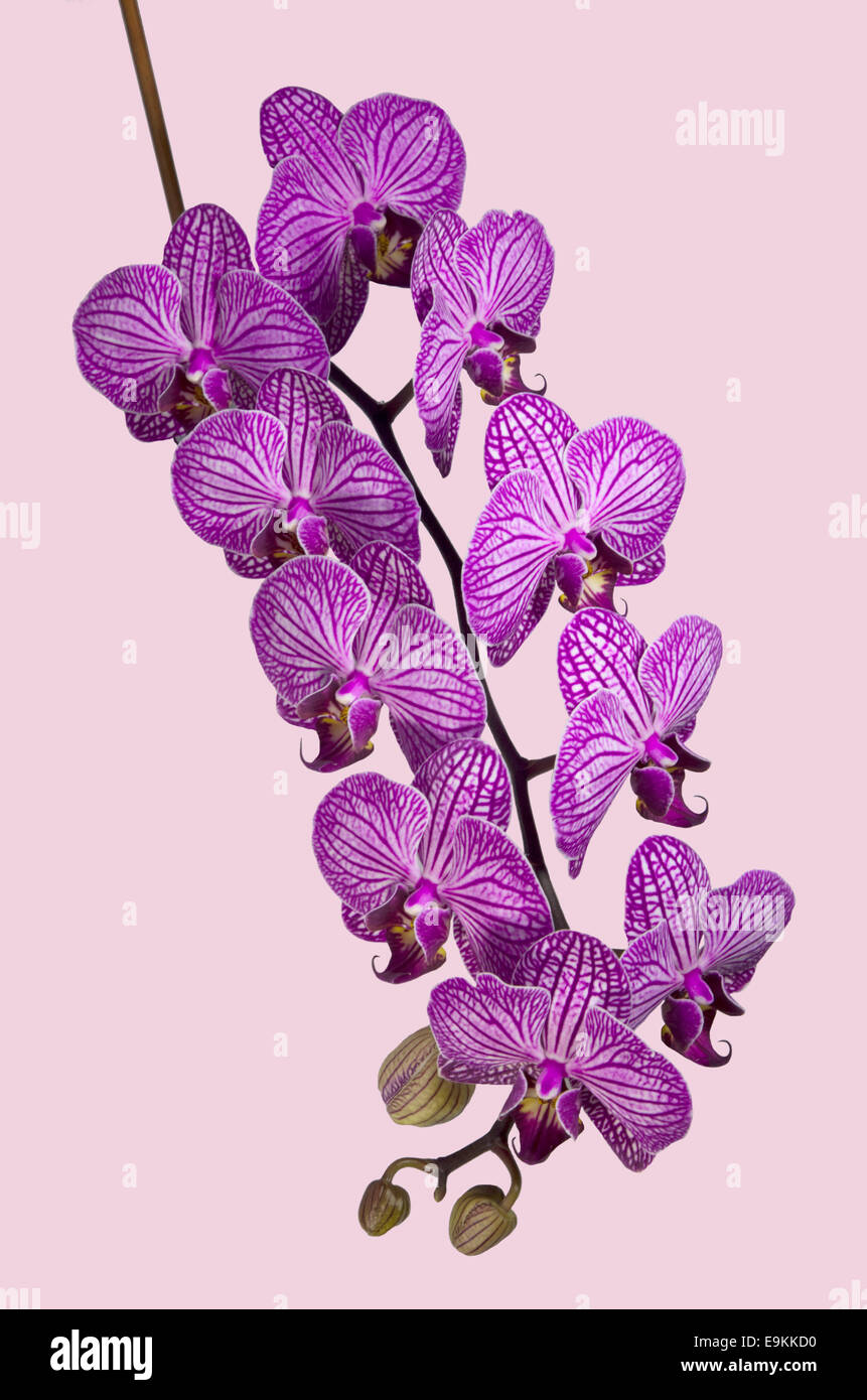 Orchidée Phalaenopsis rose (espèce d'Orchidée) Banque D'Images