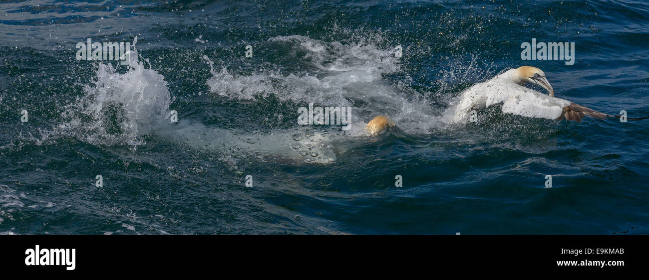 Le Fou de Bassan (Morus bassanus) après la plongée de surface pour les poissons chummed off Bass Rock dans le Firth of Forth, Ecosse, Royaume-Uni Banque D'Images