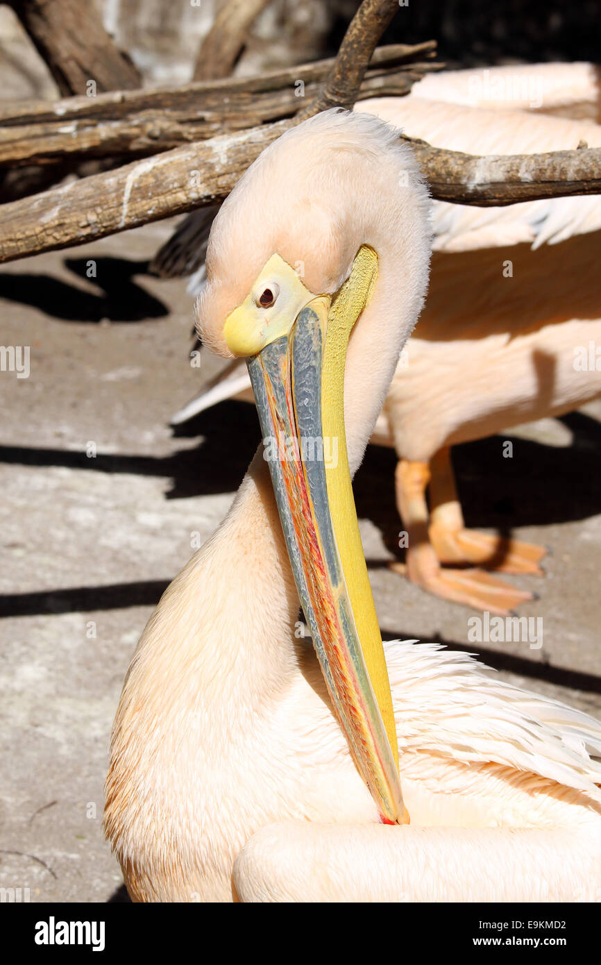 Un grand pelican (Pelecanus onocrotalus) dans le zoo portrait Banque D'Images