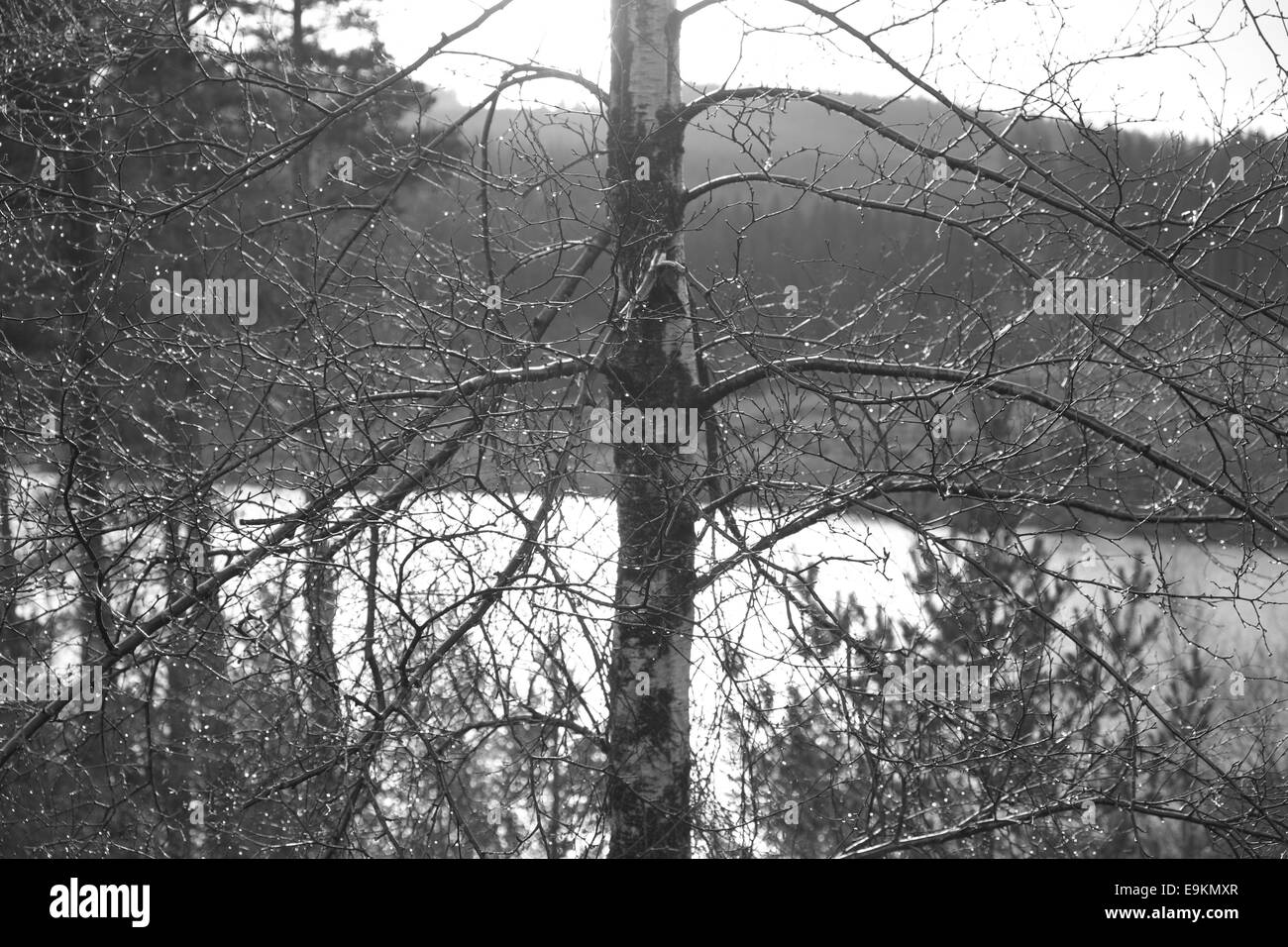 Les gouttelettes d'eau sur un arbre, près du bouleau verruqueux kielder water, Northumberland, England, UK. Banque D'Images