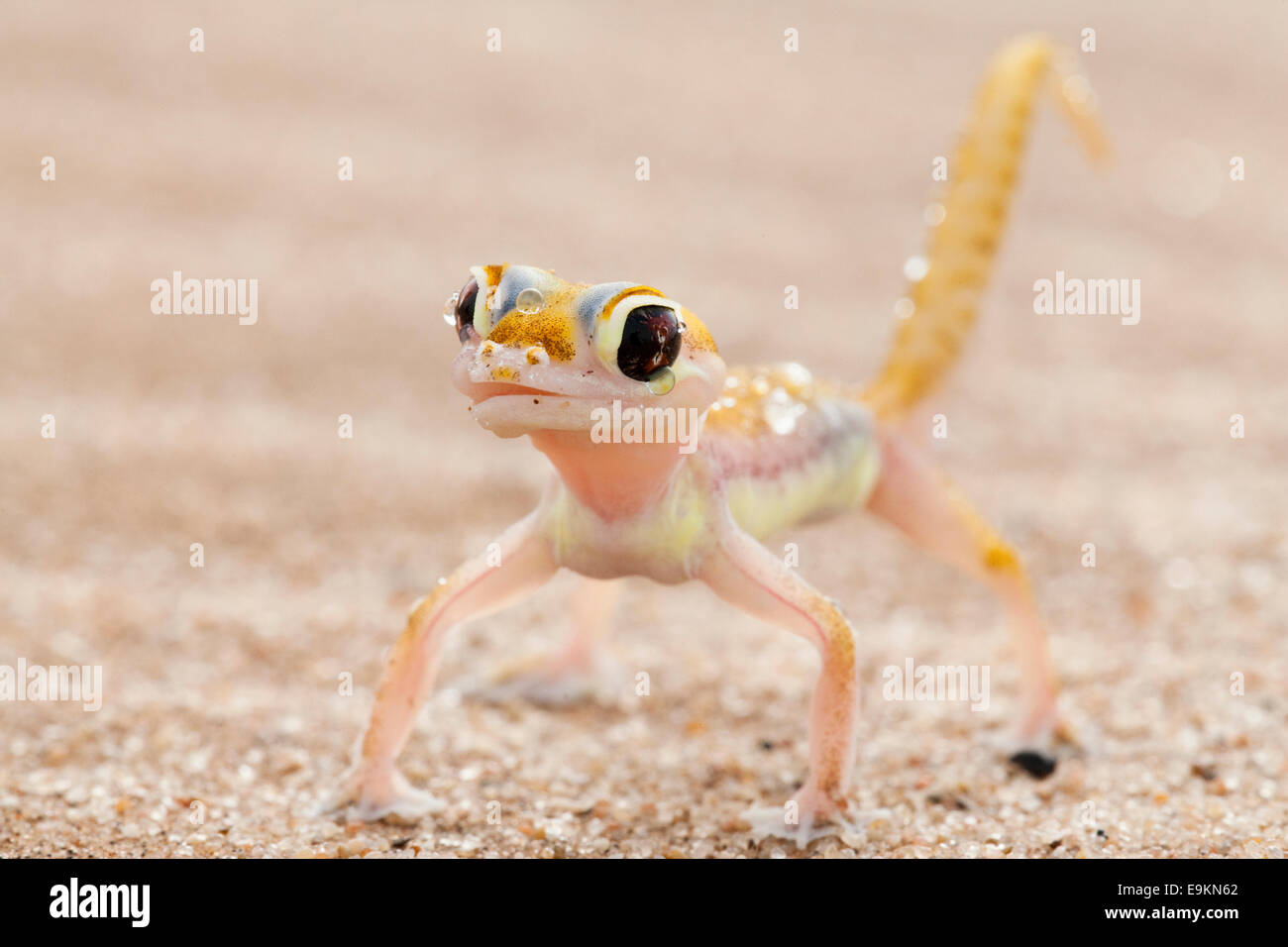 Webfooted Palmatogecko rangei, gecko, léchant la rosée du visage, Désert du Namib, Namibie Banque D'Images