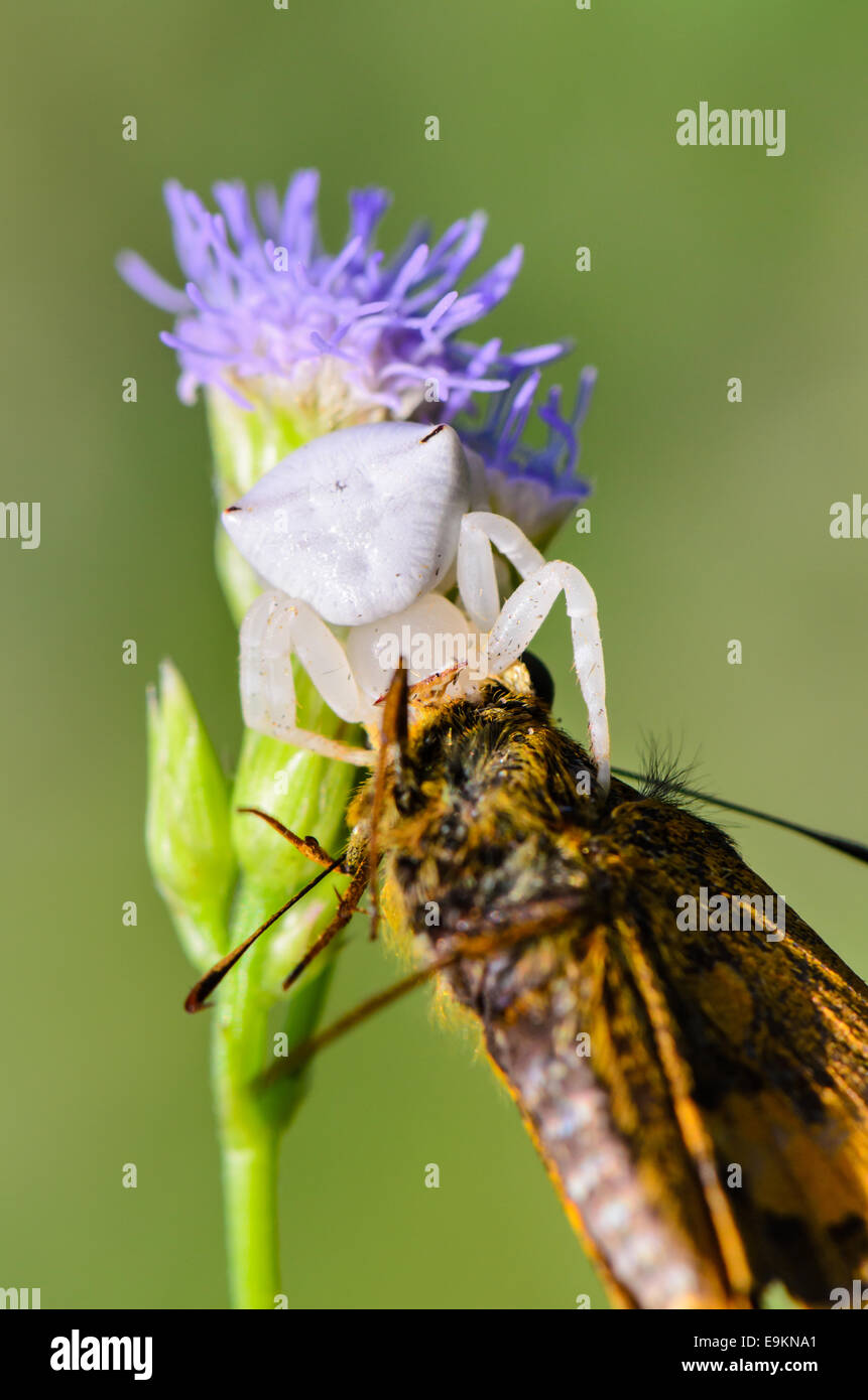 Close up white Spider crabe capturé avec papillon sur fleur de l'herbe Banque D'Images