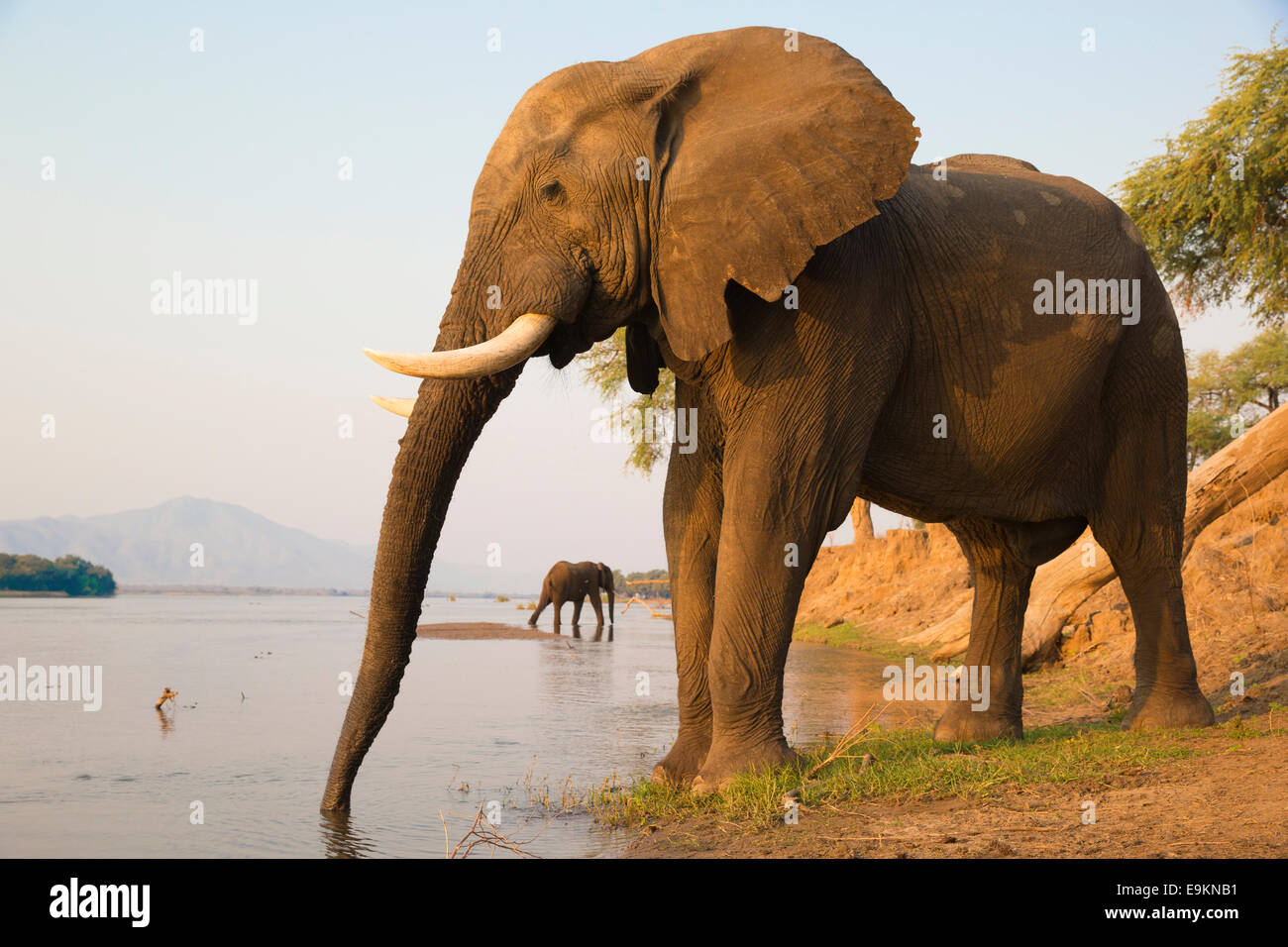Deux taureaux de l'éléphant d'étancher leur soif sur le fleuve Zambèze au coucher du soleil Banque D'Images