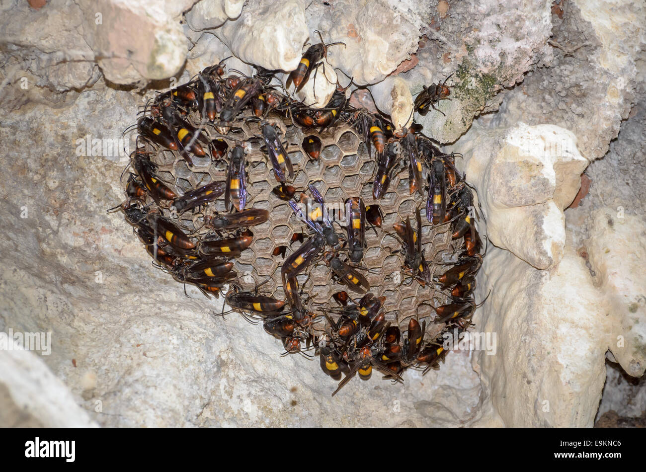 Moindre bagués (hornet Vespa affinis) sont la construction d'une nouvelle niche sur le mur de la grotte en Thaïlande. Banque D'Images